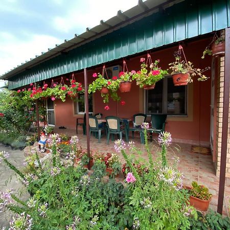 Sud ,,Antal I Olga,, Bed & Breakfast Skorenovac Dış mekan fotoğraf